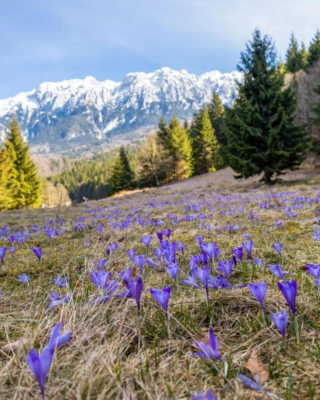 Cazare Zorilor Zărneşti 객실 사진